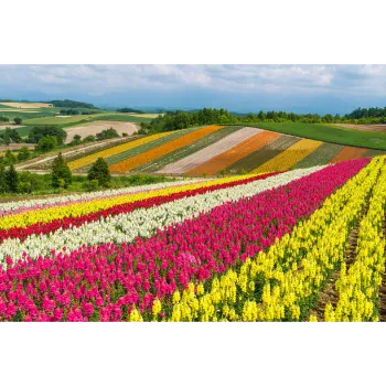 Fresh Garden Flower